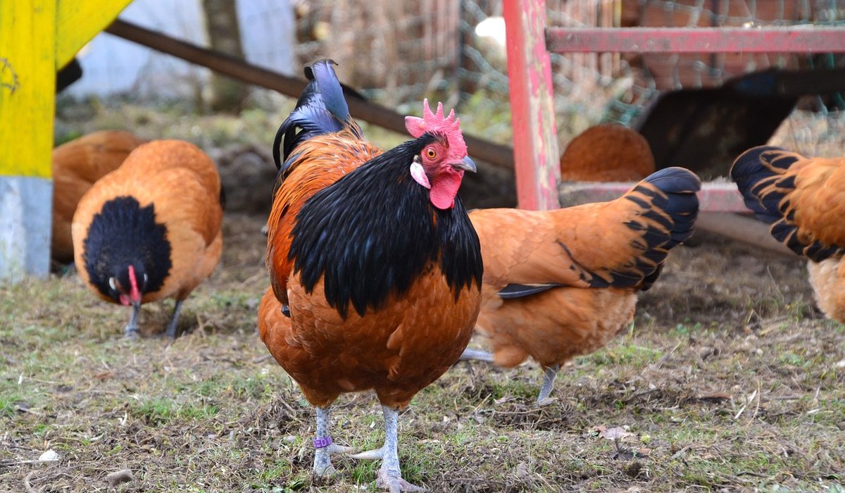 Harwood Farm