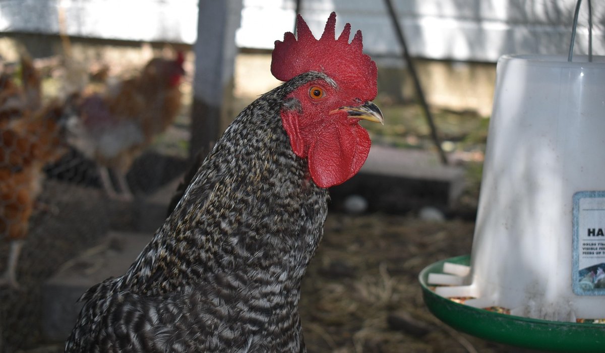 Harwood Farm